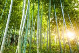bamboo