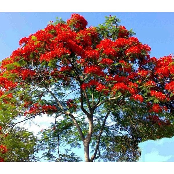 Delonix Regia