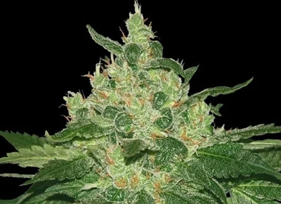 kush