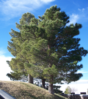 pine