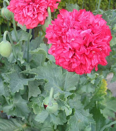 opium